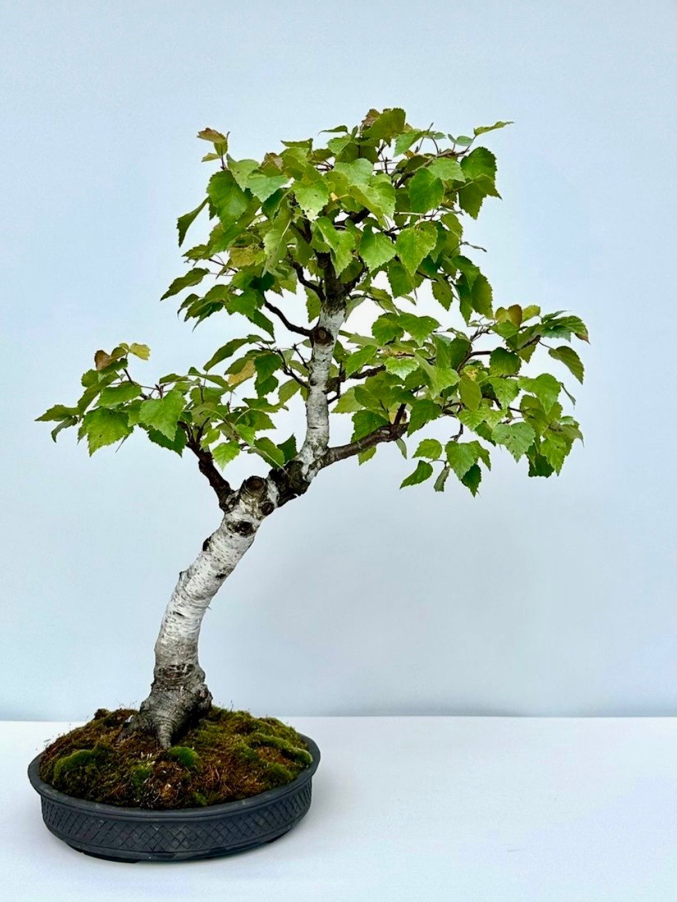 Bonsai träd